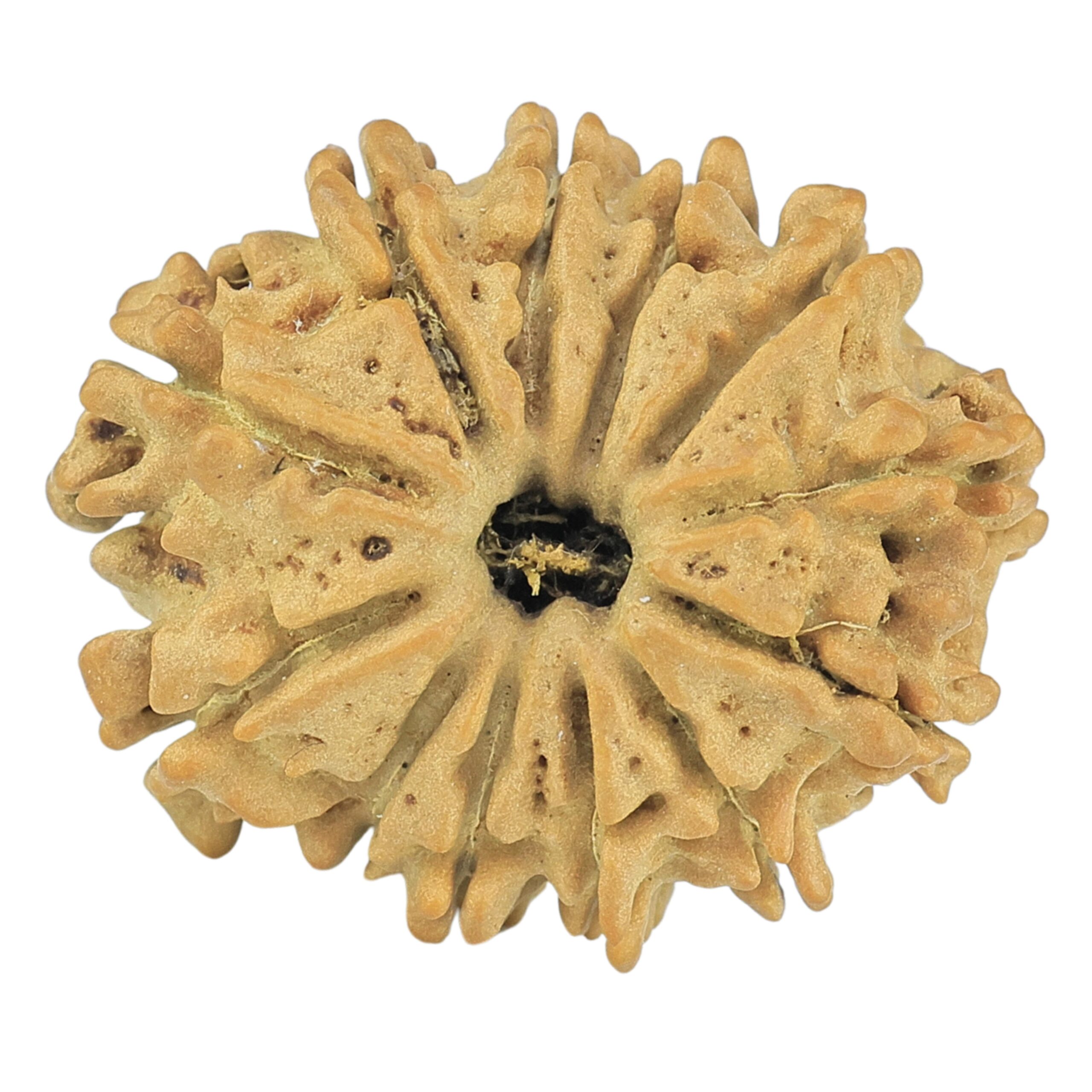 12 Mukhi Rudraksha 22mm 2.3gm - Rudraksha
