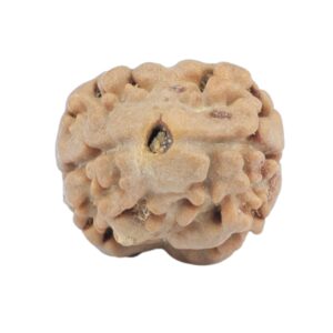 2 Mukhi Rudraksha 18.6mm 1.55gm - Rudraksha