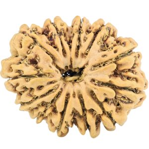 12 Mukhi Rudraksha 28.5mm 4.07gm - Rudraksha
