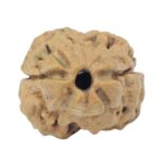 2 Mukhi Rudraksha 22.2mm 1.79gm - Rudraksha