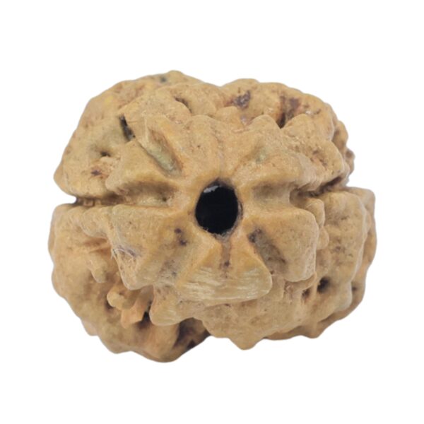 2 Mukhi Rudraksha 22.2mm 1.79gm - Rudraksha
