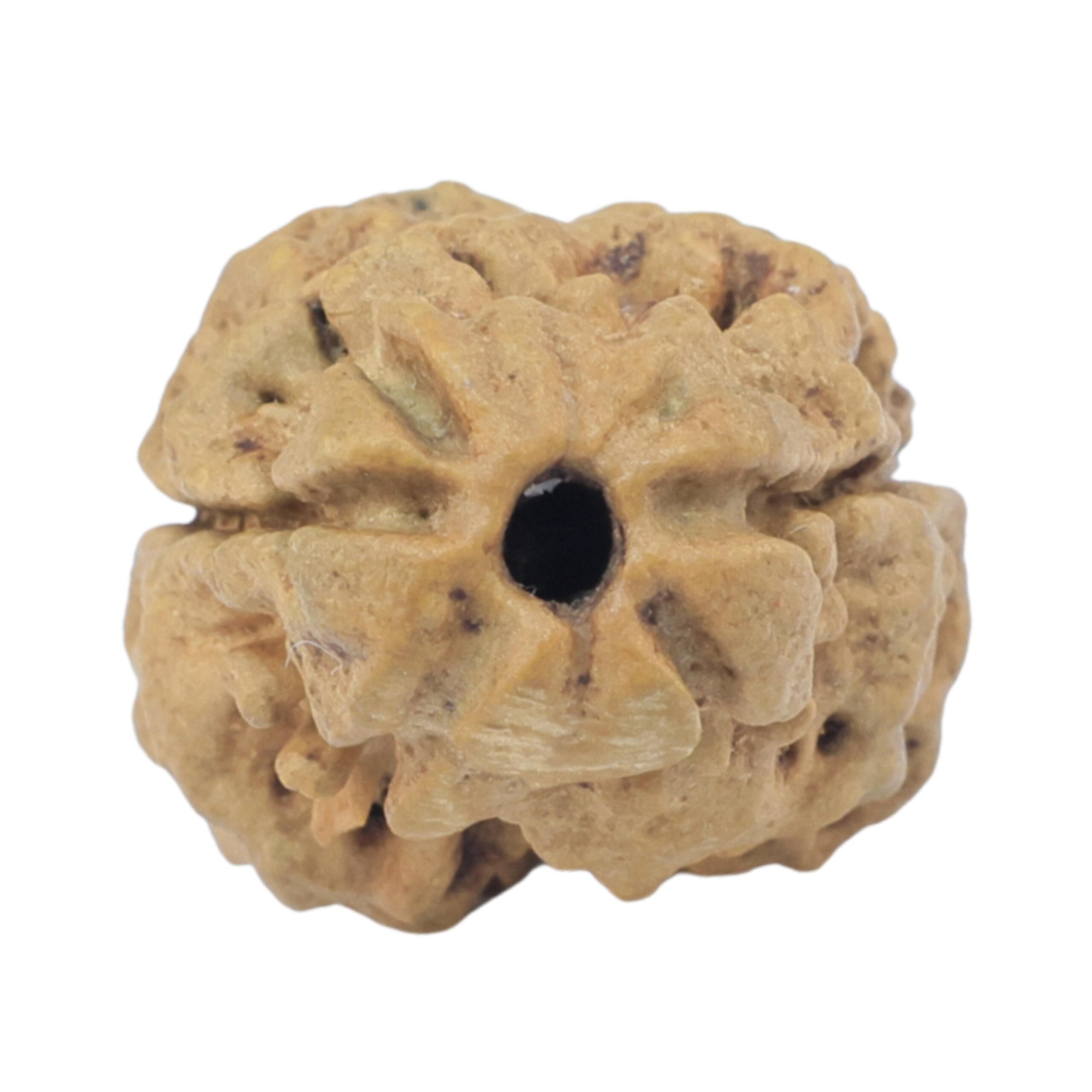 2 Mukhi Rudraksha 22.2mm 1.79gm - Rudraksha