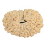 16 Mukhi Rudraksha 20.6mm 2gm - Rudraksha