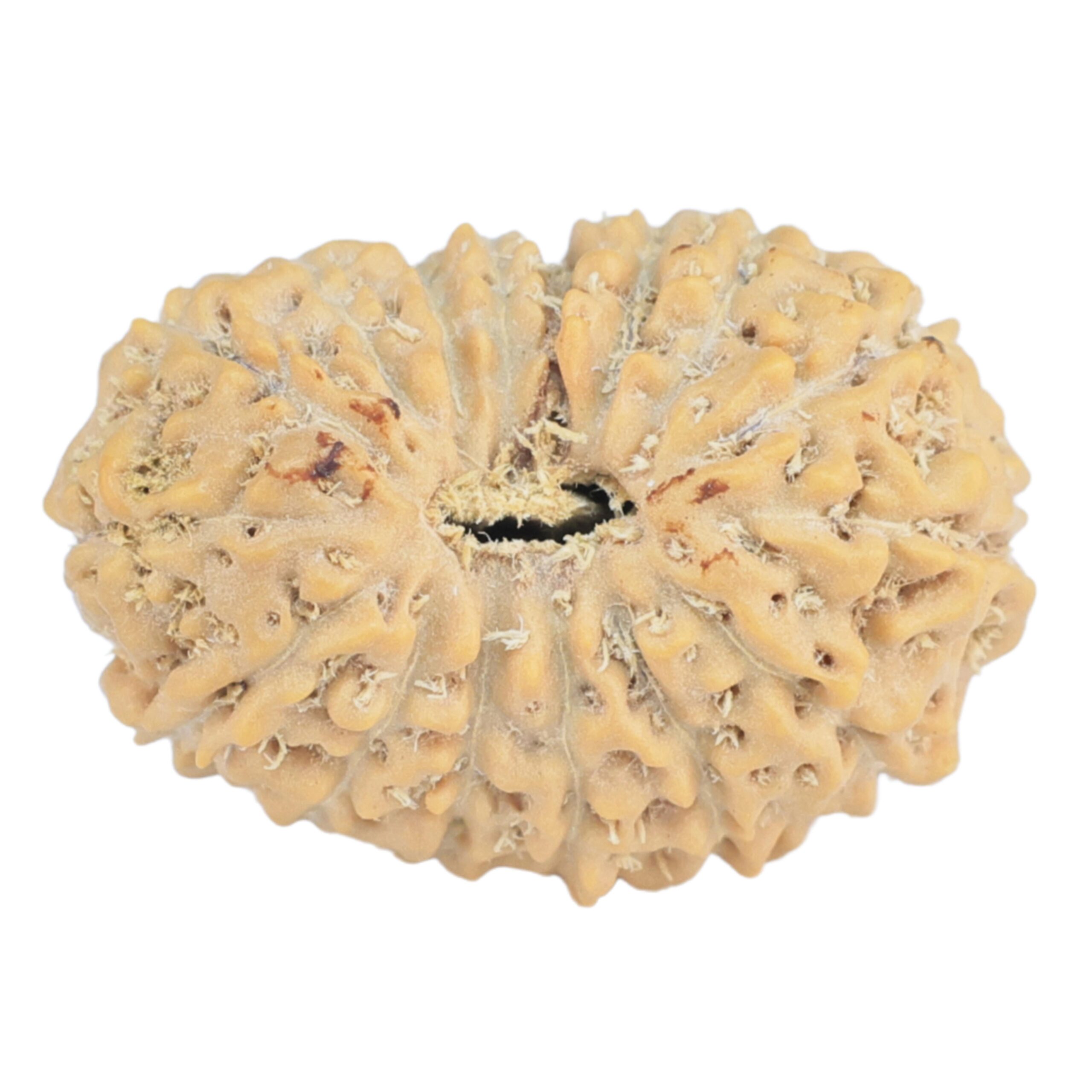16 Mukhi Rudraksha 20.6mm 2gm - Rudraksha