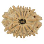 12 Mukhi Rudraksha 21.1mm 2.5gm - Rudraksha