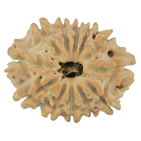 12 Mukhi Rudraksha 21.1mm 2.5gm - Rudraksha