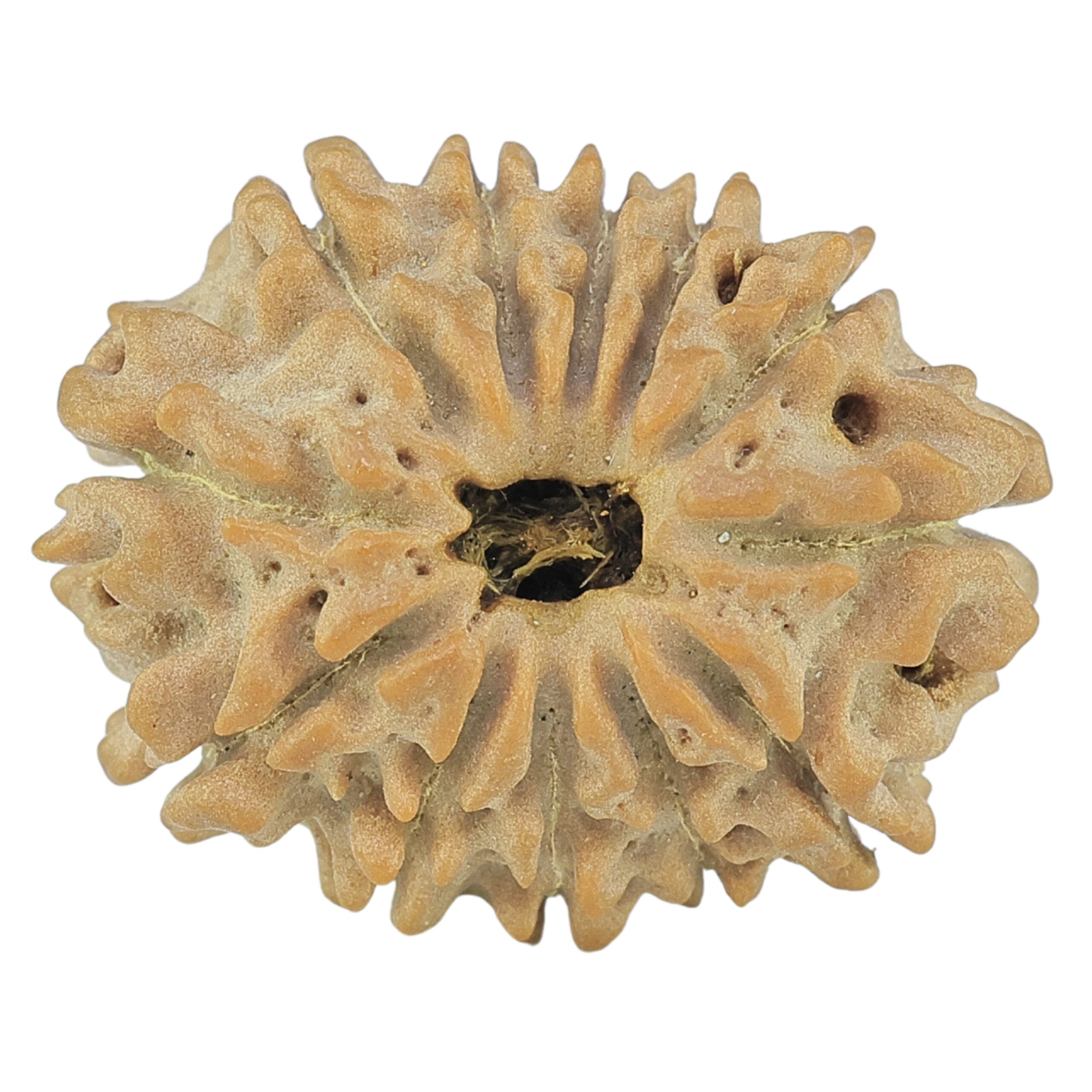 12 Mukhi Rudraksha 21.1mm 2.5gm - Rudraksha