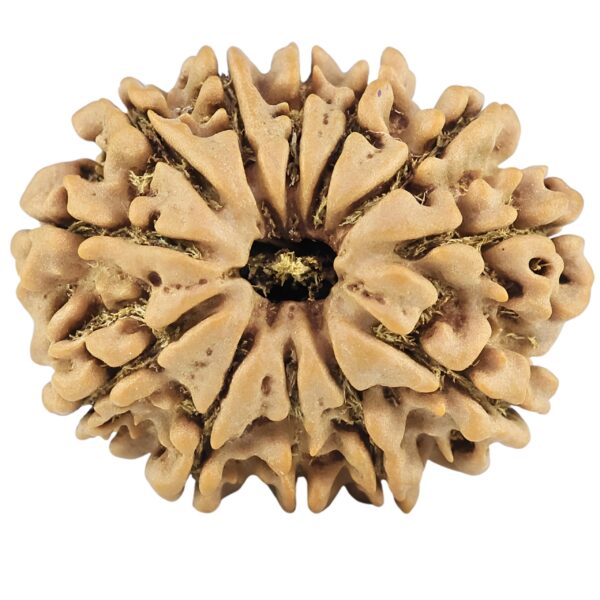 12 Mukhi Rudraksha 25.5mm 3.74gm - Rudraksha