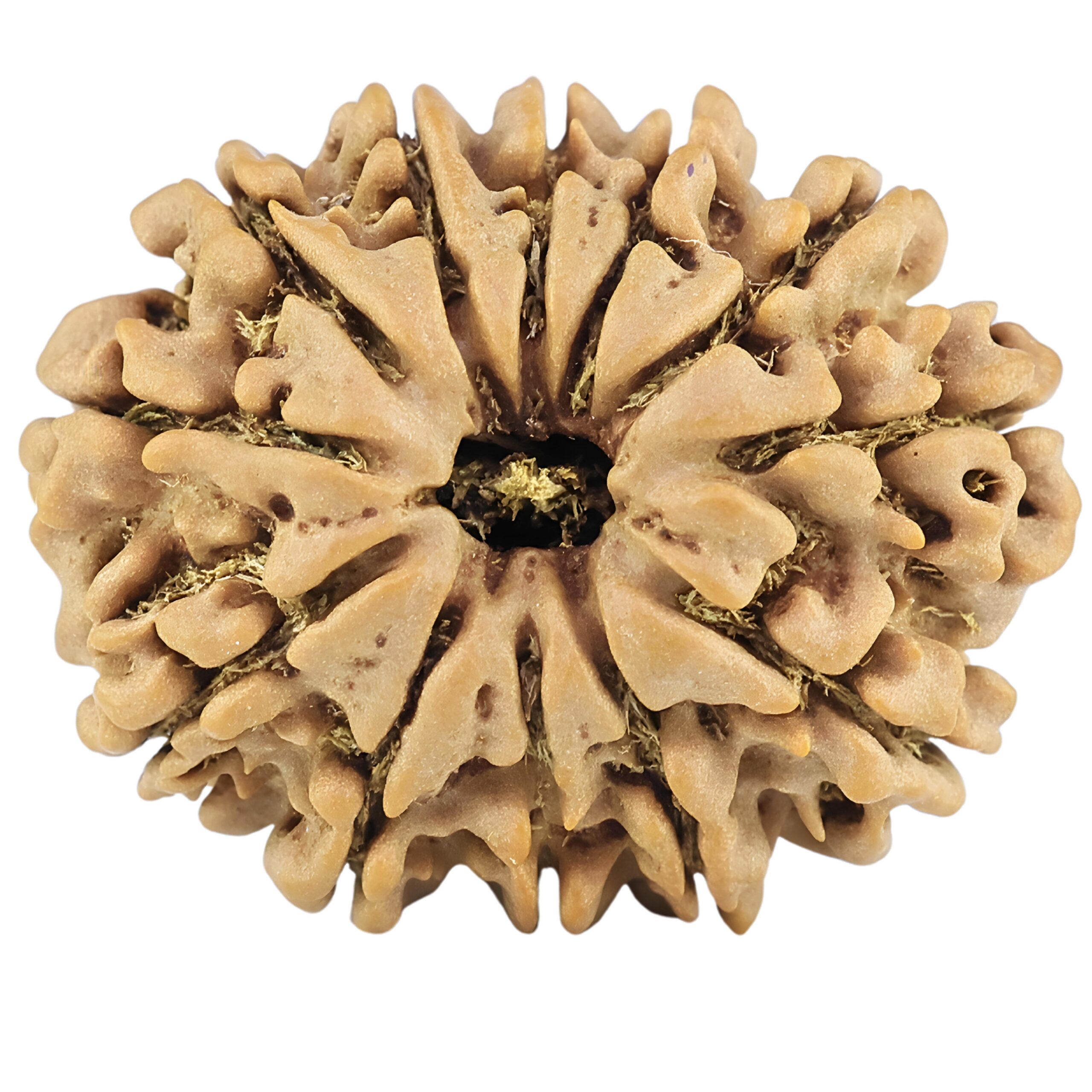 12 Mukhi Rudraksha 25.5mm 3.74gm - Rudraksha