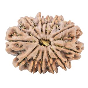 12 Mukhi Rudraksha 30.8mm 6.53gm - Rudraksha