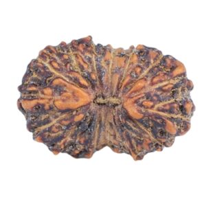 17 Mukhi Rudraksha 12.6mm 0.4gm - Rudraksha