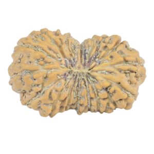 16 Mukhi Rudraksha 19.4mm 1.2gm - Rudraksha
