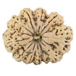 11 Mukhi Rudraksha 38.4mm 10.63gm - Rudraksha