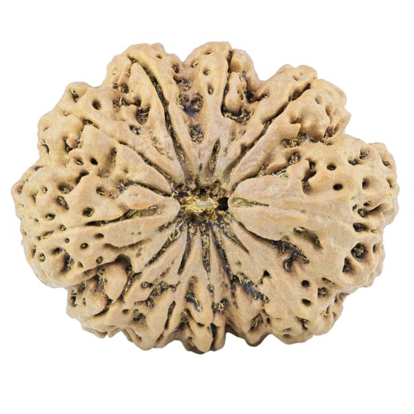 11 Mukhi Rudraksha 38.4mm 10.63gm - Rudraksha