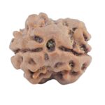 2 Mukhi Rudraksha 15.4mm 1.24gm - Rudraksha