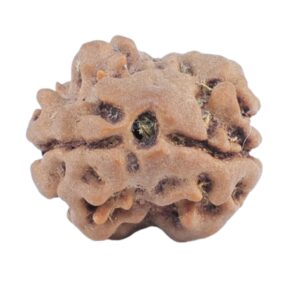 2 Mukhi Rudraksha 15.4mm 1.24gm - Rudraksha