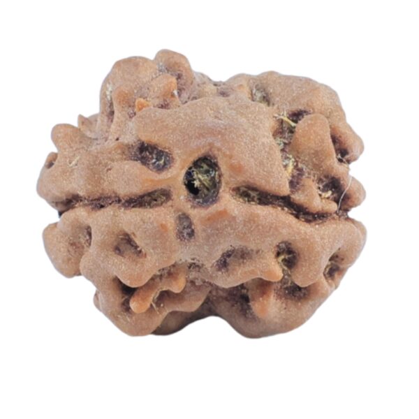 2 Mukhi Rudraksha 15.4mm 1.24gm - Rudraksha