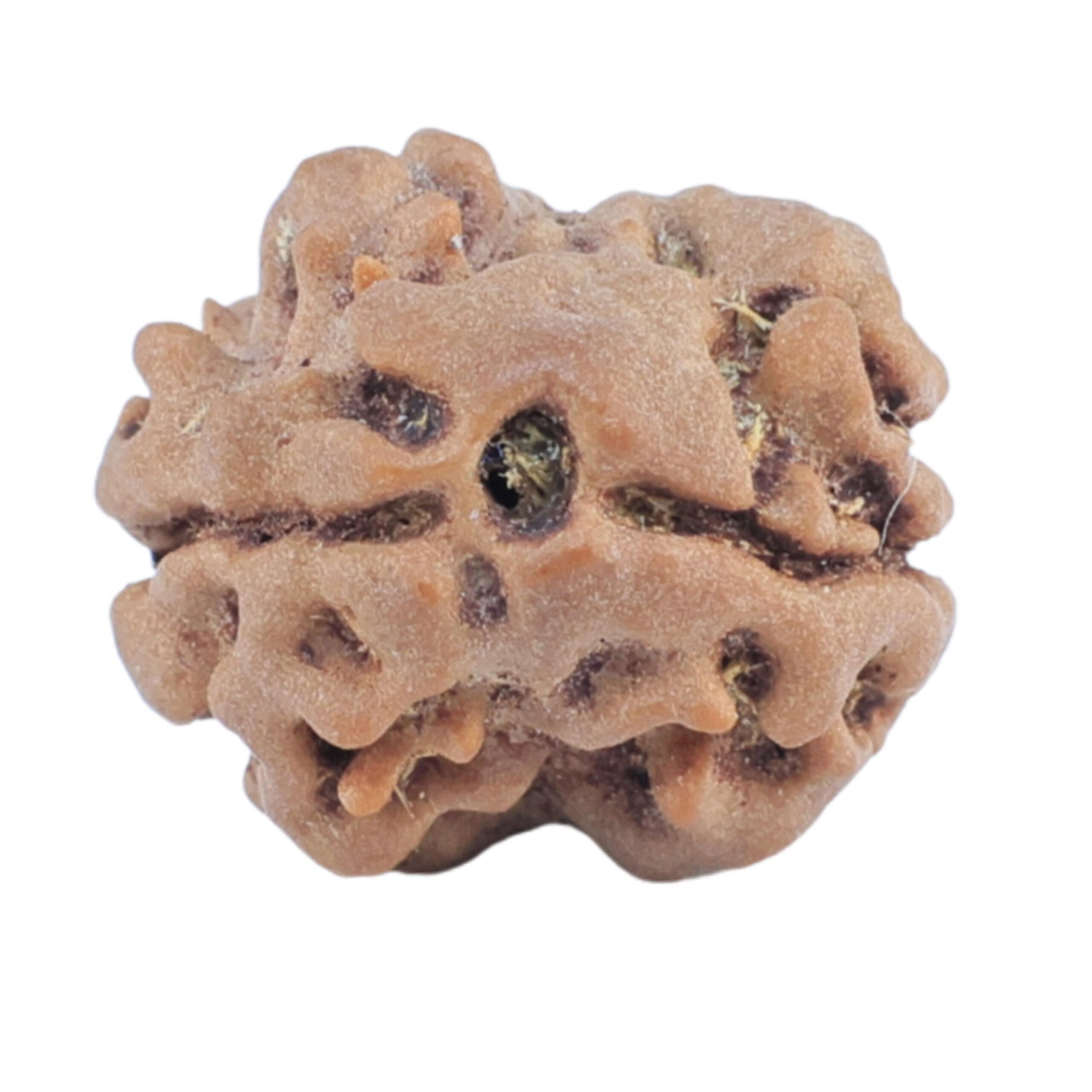 2 Mukhi Rudraksha 15.4mm 1.24gm - Rudraksha