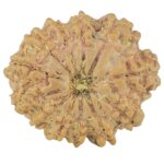 12 Mukhi Rudraksha 22.1mm 2.69gm - Rudraksha