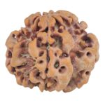 1MK(Underdeveloped) 23.5mm 4gm - Rudraksha