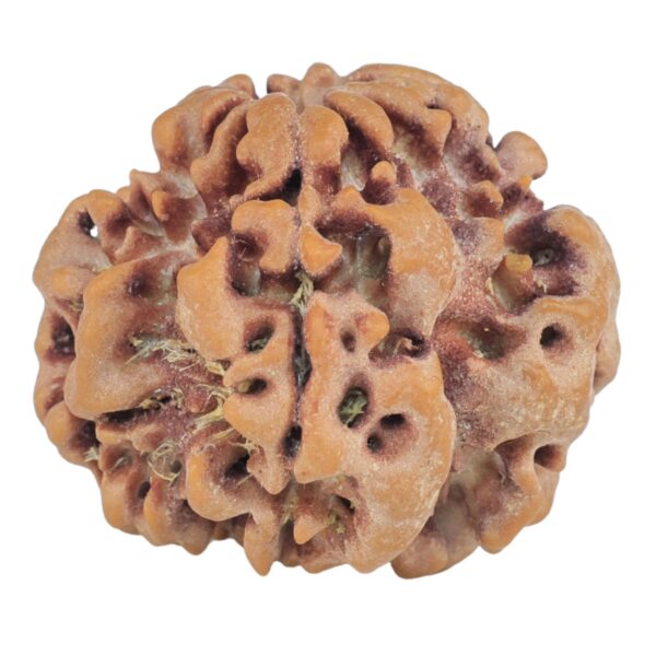 1MK(Underdeveloped) 23.5mm 4gm - Rudraksha