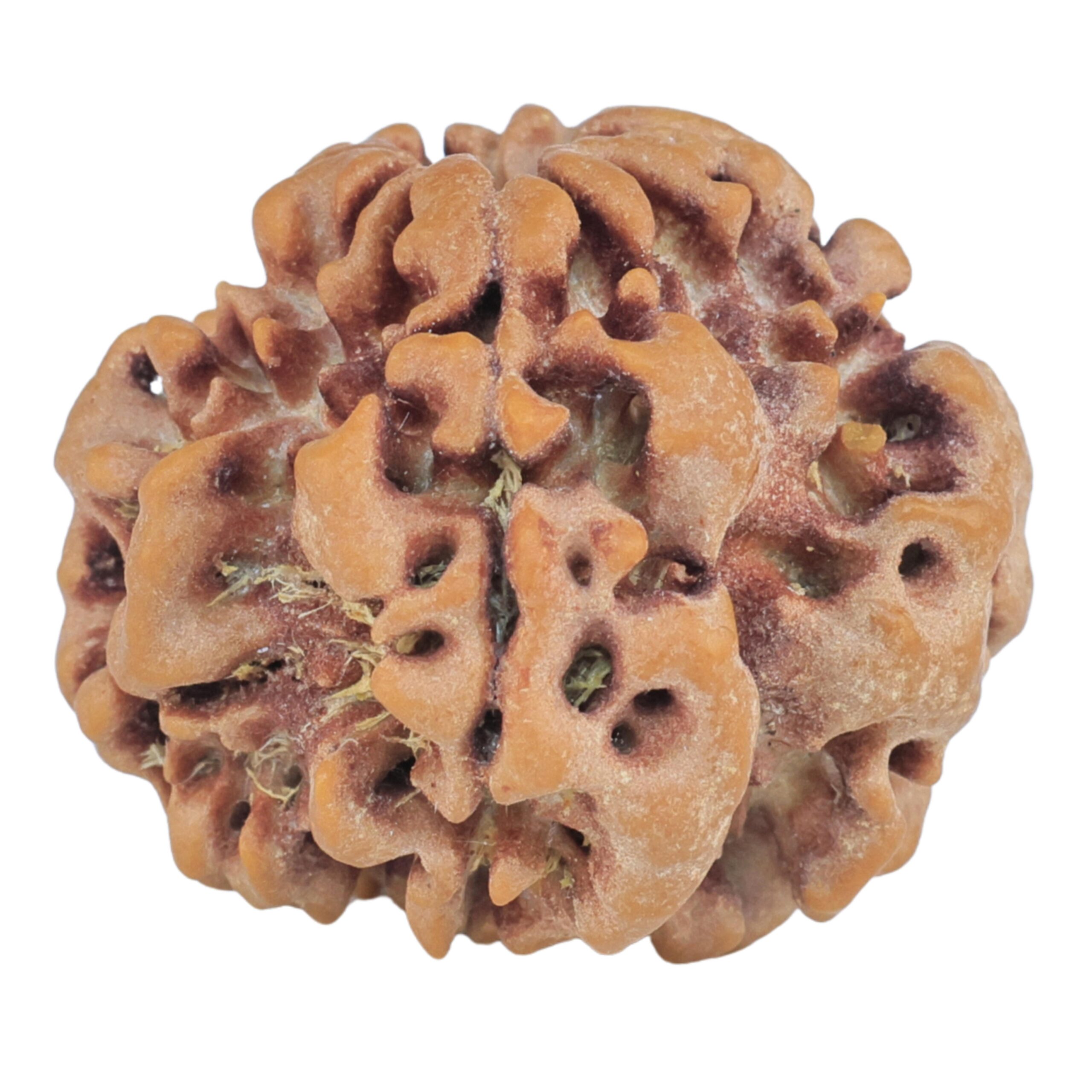 1MK(Underdeveloped) 23.5mm 4gm - Rudraksha