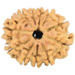 11 Mukhi Rudraksha 25.4mm 3.49gm - Rudraksha