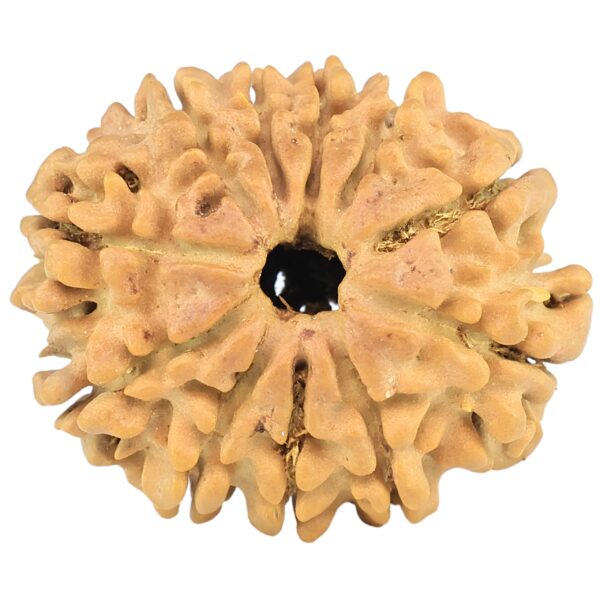 11 Mukhi Rudraksha 25.4mm 3.49gm - Rudraksha
