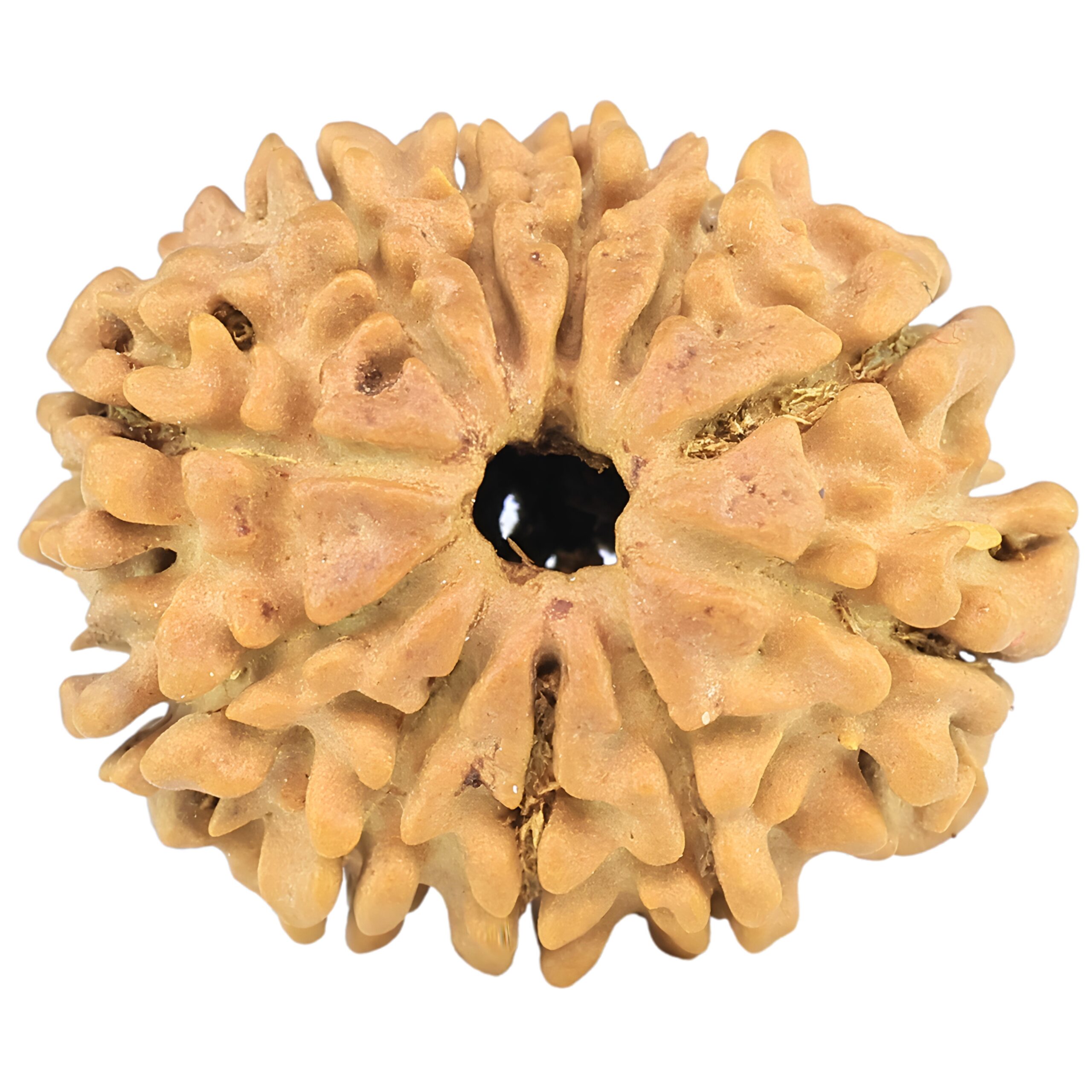 11 Mukhi Rudraksha 25.4mm 3.49gm - Rudraksha