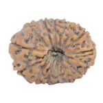 15 Mukhi Rudraksha 20.9mm 1.91gm - Rudraksha