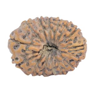 15 Mukhi Rudraksha 20.9mm 1.91gm - Rudraksha