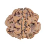 1MK(Underdeveloped) 22mm 3.45gm - Rudraksha