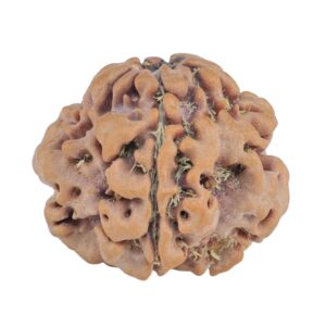 1MK(Underdeveloped) 22mm 3.45gm - Rudraksha