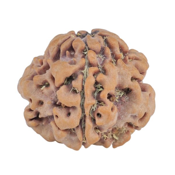 1MK(Underdeveloped) 22mm 3.45gm - Rudraksha