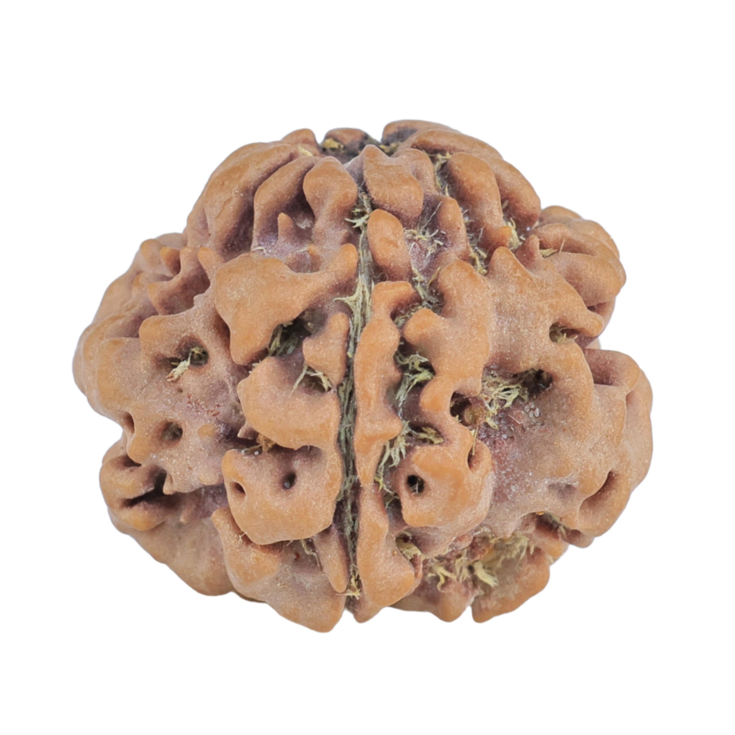 1MK(Underdeveloped) 22mm 3.45gm - Rudraksha