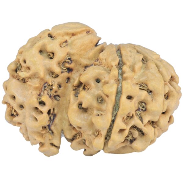 Sawar/Ganesh (5+1) 32.4mm 4.94gm - Rudraksha