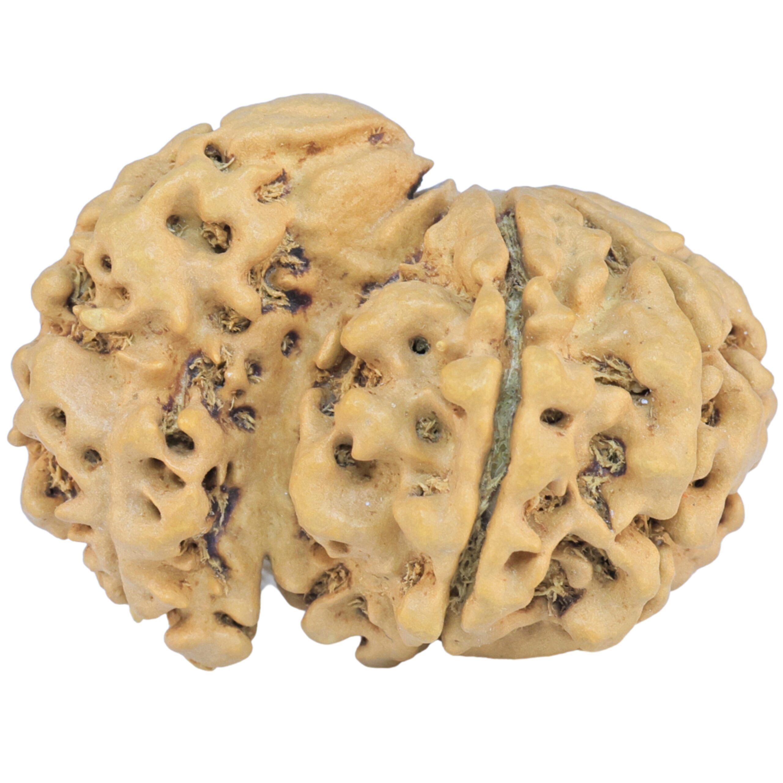 Sawar/Ganesh (5+1) 32.4mm 4.94gm - Rudraksha