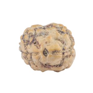 2 Mukhi Rudraksha 21.8mm 1.83gm - Rudraksha