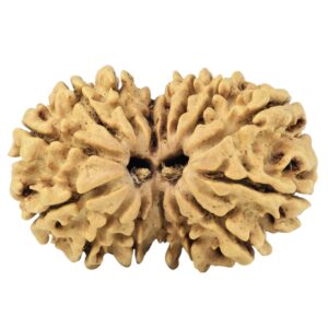 15 Mukhi Gaurishankar 29.8mm 4.09gm - Rudraksha
