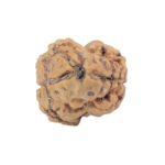 2 Mukhi Rudraksha 23.3mm 2gm - Rudraksha