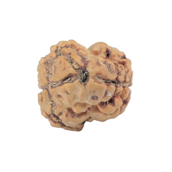 2 Mukhi Rudraksha 23.3mm 2gm - Rudraksha