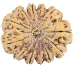 12 Mukhi Rudraksha 39.6mm 11.6gm - Rudraksha