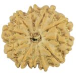 11 Mukhi Rudraksha 21.4mm 3gm - Rudraksha