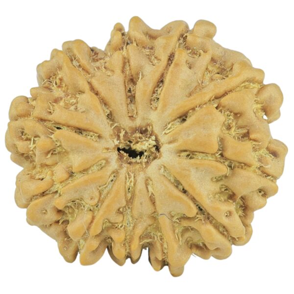 11 Mukhi Rudraksha 21.4mm 3gm - Rudraksha