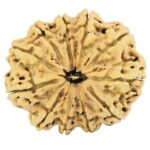 11 Mukhi Rudraksha 33.8mm 6.17gm - Rudraksha