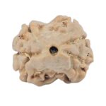2 Mukhi Rudraksha 17.8mm 1.48gm - Origin: Nepal - Rudraksha