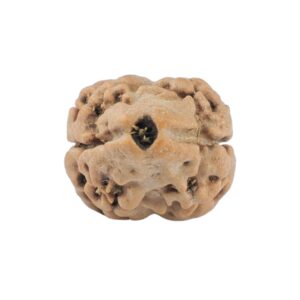 2 Mukhi Rudraksha 20.7mm 1.6gm - Rudraksha