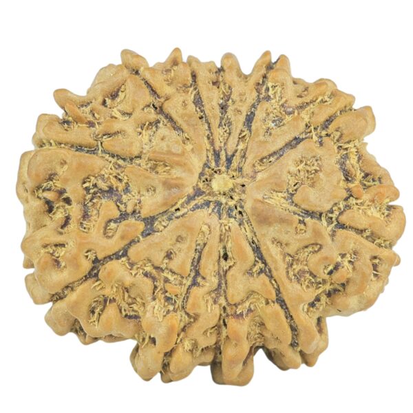 11 Mukhi Rudraksha 22.4mm 2.8gm - Rudraksha