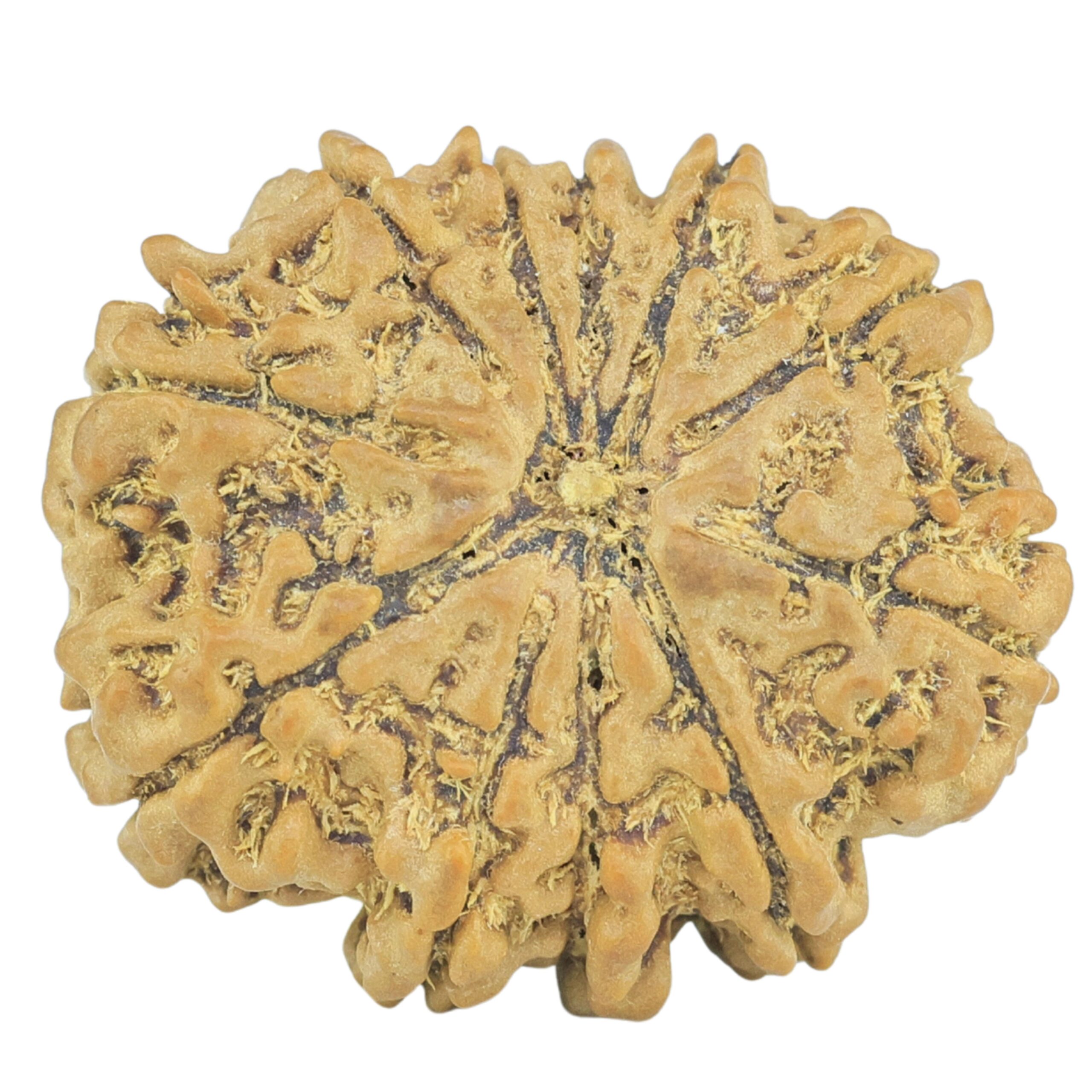 11 Mukhi Rudraksha 22.4mm 2.8gm - Rudraksha