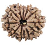 12 Mukhi Rudraksha 25.9mm 4.15gm - Rudraksha